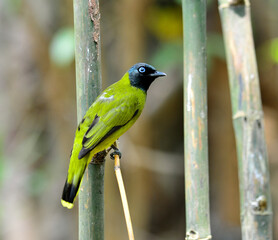 Black-headed Bulbul, Pycnonotus atriceps, bird of Thailand