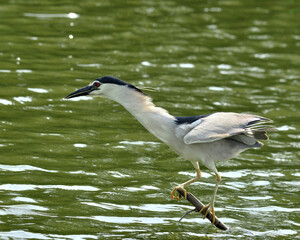 Fototapeta premium Black-crowned Night stretches his neck, nycticorax