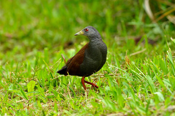 Black-tailed Crake on grass field