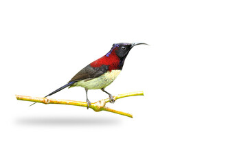 Black-throated Sunbird