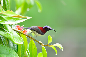 Black-throated Sunbird