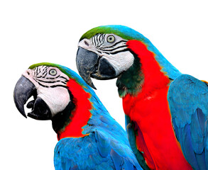Naklejka premium Blue and red birds