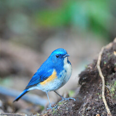 Blue bird with Male of Himalayan Bluetail (Tarsiger rufilatus) or Orange-flanked Bush robin