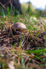 Beautiful mushroom in the forest. Mushroom picking in the forest