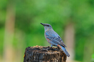Blue Rockthrush