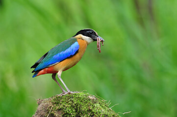 Blue-winged Pitta carrying worm to feed its chicks
