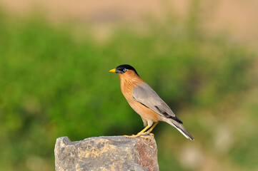 Brahminy Starling