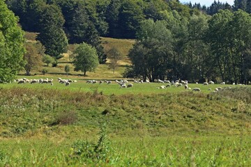 Weidende Schafherde auf dem Meissner