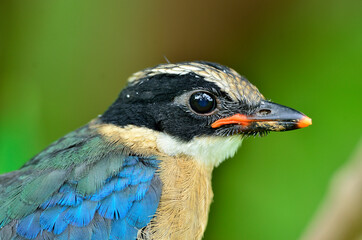 Close up Blue-winged Pitta