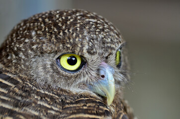Closeup Big Eyes of Asian Barred Owlet, Glaucidium cuculoides