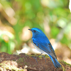 Closeup Male of Himalayan Bluetail (Tarsiger rufilatus) or Orange-flanked Bush robin with bokeh background