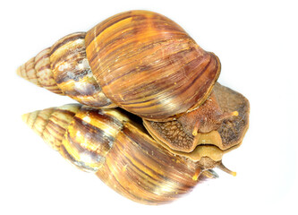 Closeup os Snail or snell with perfectly shadow and details