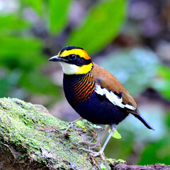 Colorful of Banded Pitta (Pitta guajana) climbing the rock with beautiful feathers