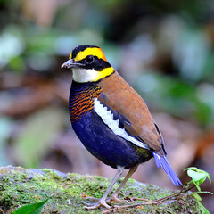 Colorful of Banded Pitta (Pitta guajana) standing on the reock with beautiful feathers