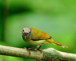 Colorful of Female Green-tailed Sunbird on a branch in very sharp details