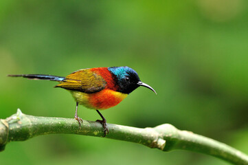 Colorful of Green-tailed Sunbird on a branch in very sharp details