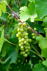 Bunches of green grapes growing on a vine.