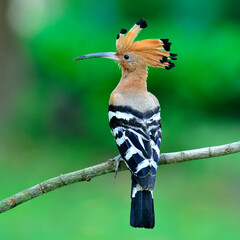 Common Hoopoe or Eurasian Hoopoe bird with crested head