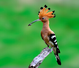 Common Hoopoe or Eurasian Hoopoe on the branch with food in mouth for its chicks in the nest on green background