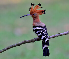 Common Hoopoe or Eurasian Hoopoe on the branch with nice background, Upupa Epops