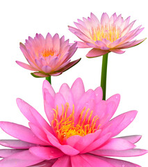 Compilation of three beautiful pink lotus flower or waterlily on white background