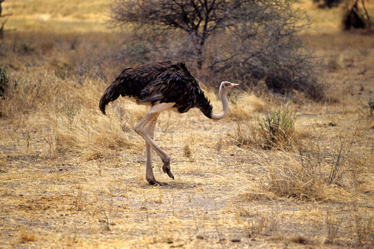 une autruche m&acirc;le marchant dans la savane en Afrique