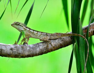 Crested lizard, Boulenger Long headed Lizard, Pseudocalotes microlepis, perching branch with nice green background