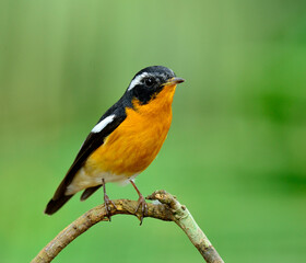 Cute Mugimaki Flycatcher with very nice details on its feathers stretch his body, Ficedula mugimaki, bird or asia
