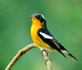 Cute Mugimaki Flycatcher with very nice details on its feathers stretch his body, Ficedula mugimaki, bird