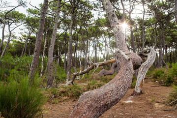 Fototapeta na wymiar twisted trunk of pines tree