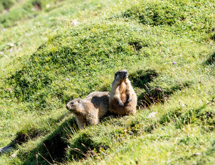 Pair of marmots in the sun in front of their den in the South Tyrolean Dolomites.