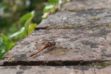 A male bright orange-red common darter with spider shaped body and wing sports Dragonfly perched on a wall It can be distinguished by its pale leg stripes and yellow patches on the sides of the thorax