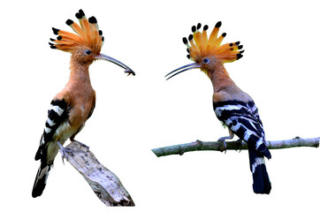 Common Hoopoe or Eurasian Hoopoe on isolated white background © prin79
