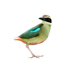 Fairy Pitta on isolated white background with nice details, bird of Thailand and asia