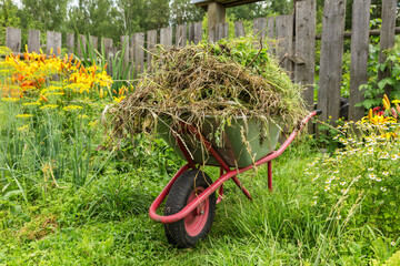 Garden cart in the kitchen garden filled with cut grass. Cleaning weeds in the garden.