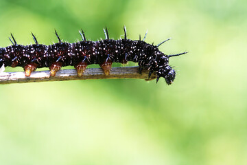 Black with white spots butterfly caterpillar  Peacock eye crawling on   blade of grass. Closeup, selective focus.