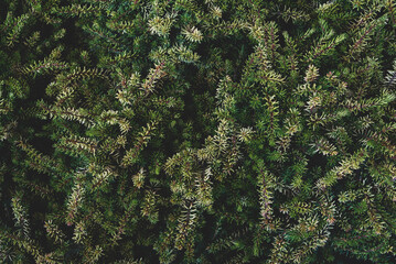 Mini spruce green tree texture, close up.