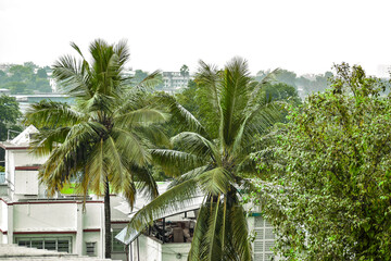 Fototapeta na wymiar Coconut trees at a beach skyline