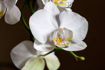 Fototapeta na wymiar Wonderful white Phalaenopsis orchid flower on a dark neutral background. Close-up