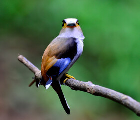 Naklejka premium Female of Silver-breasted Broadbill, parenthood, Serilphus lunatus, posting on the branch with great details, bird