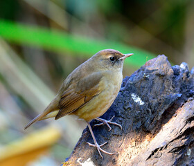 Female of White-bellied Redstart bird standing on the black log