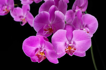 Fototapeta na wymiar Lush pink phalaenopsis orchid: many bright beautiful flowers close-up on a black background.