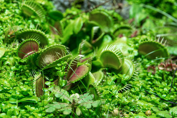 The Venus flytrap flower (Dionaea muscipula) is a carnivorous insectivorous plant.
