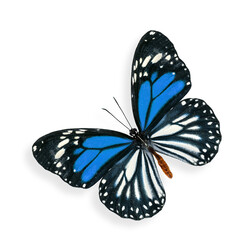 Flying Blue and white Butterfly with soft shadow beneath on white background
