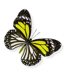 Flying White and Yellow Tiger Butterfly with soft shadow beneath on white background