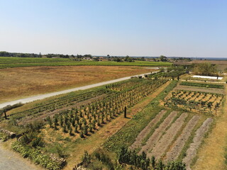 Vignoble en Gironde, vue aérienne