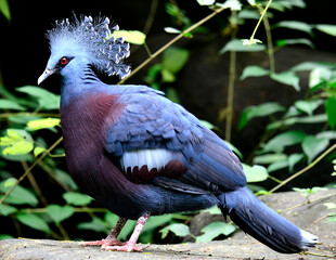 Full length of Victory Crowned Bird, Goura victoria