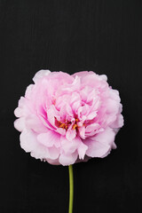 Single fresh and fluffy beautiful pink peony flower in full bloom.
