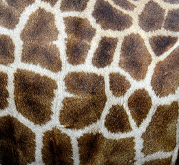 Great Giraffe skin patterns