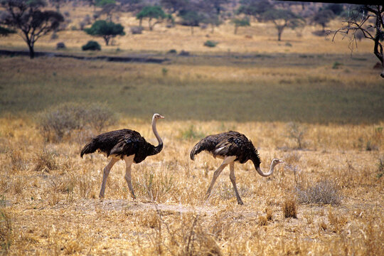 deux autruches m&acirc;les marchant dans la savane en Afrique